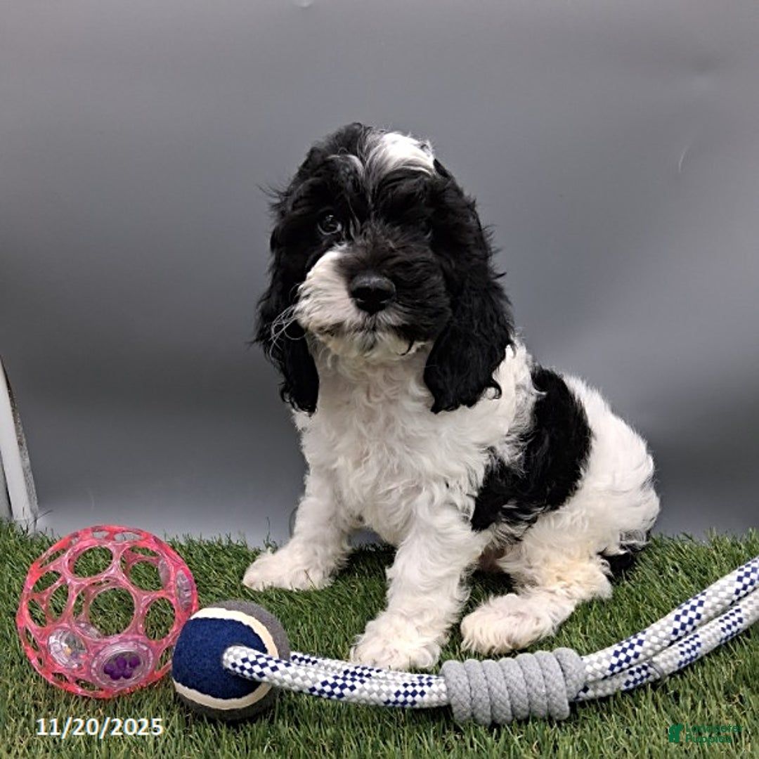 Cockapoo dogs for sale: Thunder - Ad 5