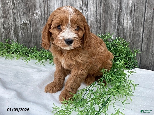 Cavapoo dogs Finley - Ad 25