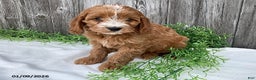 Cavapoo dogs for sale: Finley - Ad 1