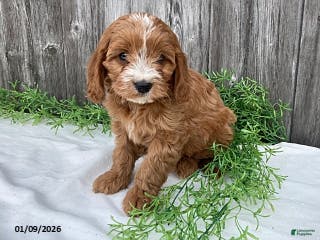 Cavapoo dogs Finley - Ad 25