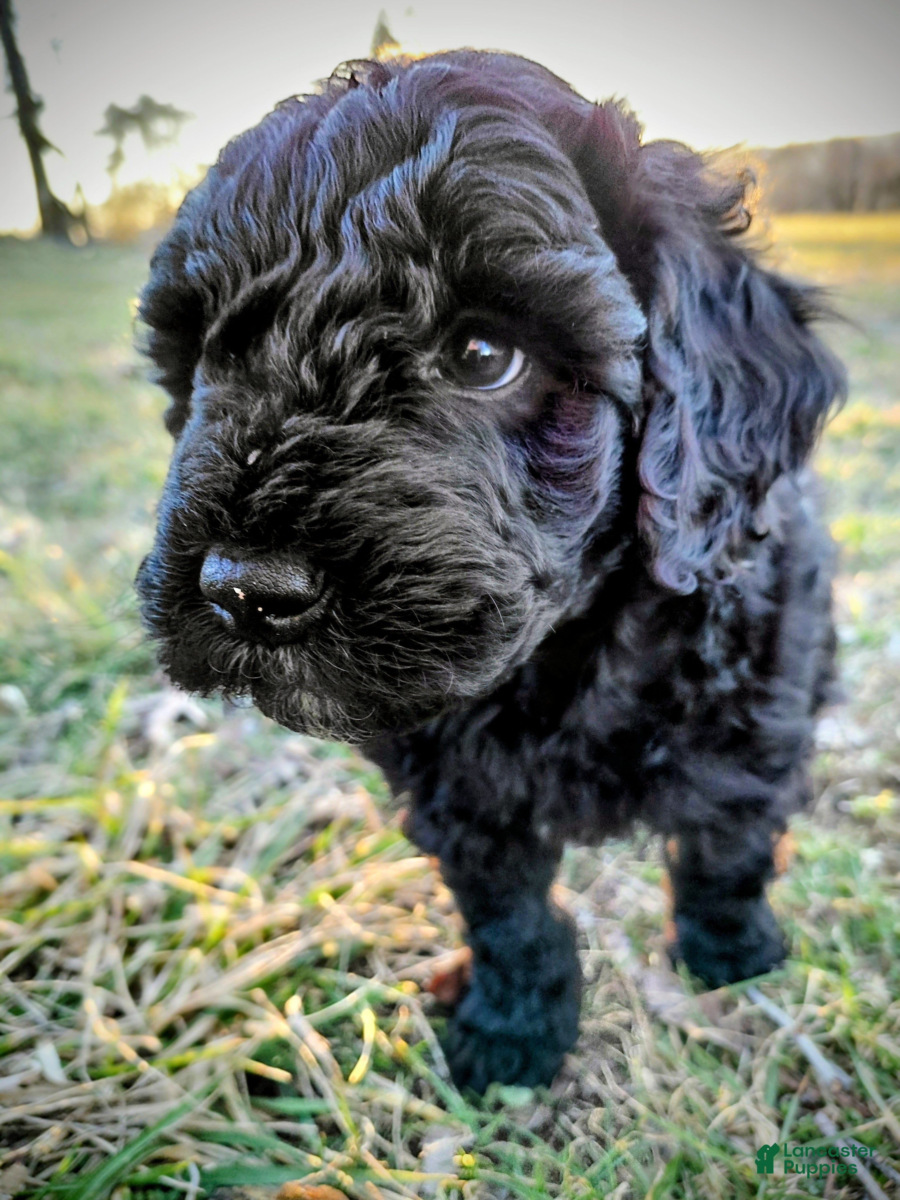 Mini Goldendoodle dogs Mini Goldendoodle JUNIOR - Ad 1