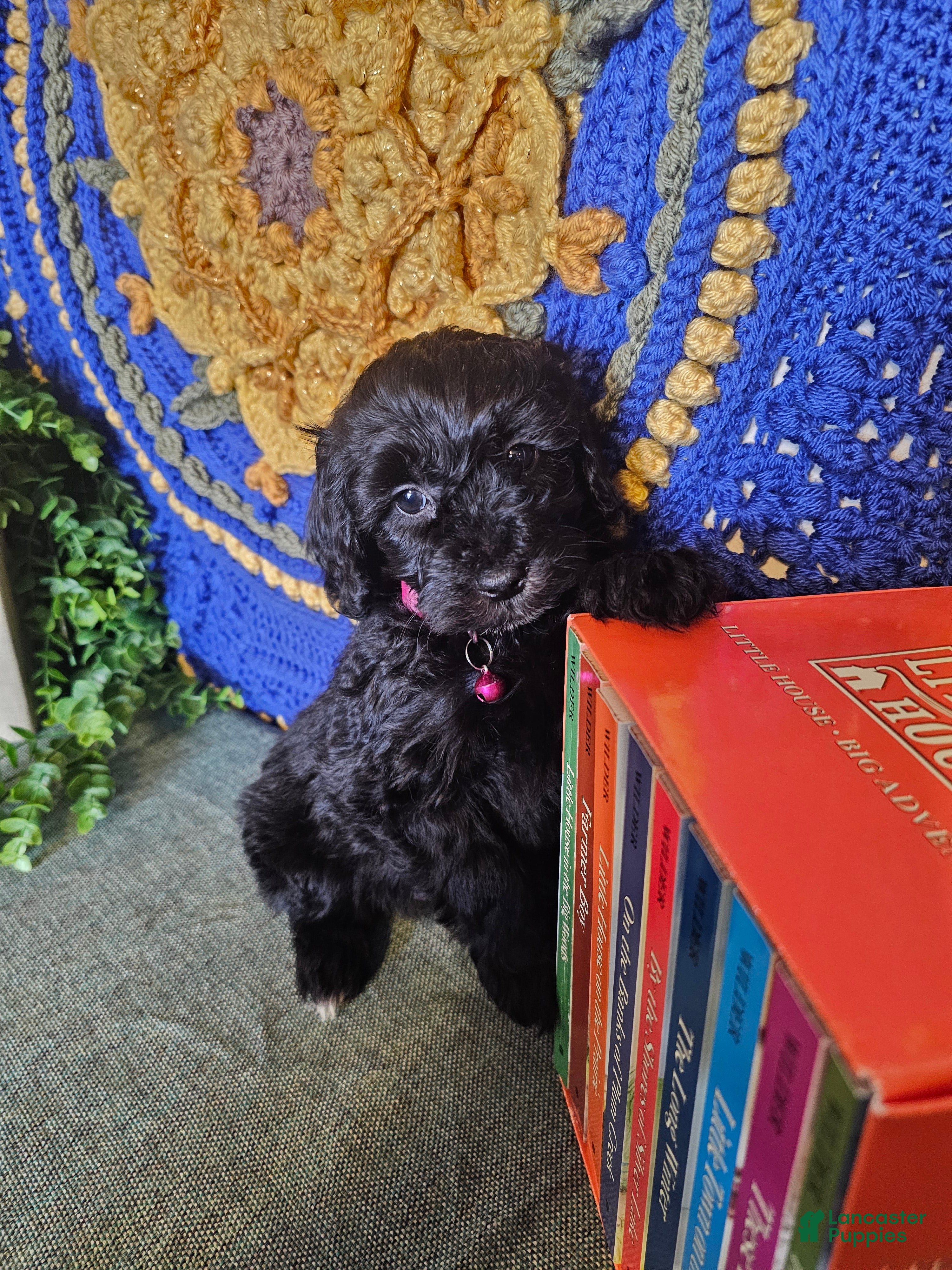 Mini Goldendoodle dogs Rosie - Ad 1