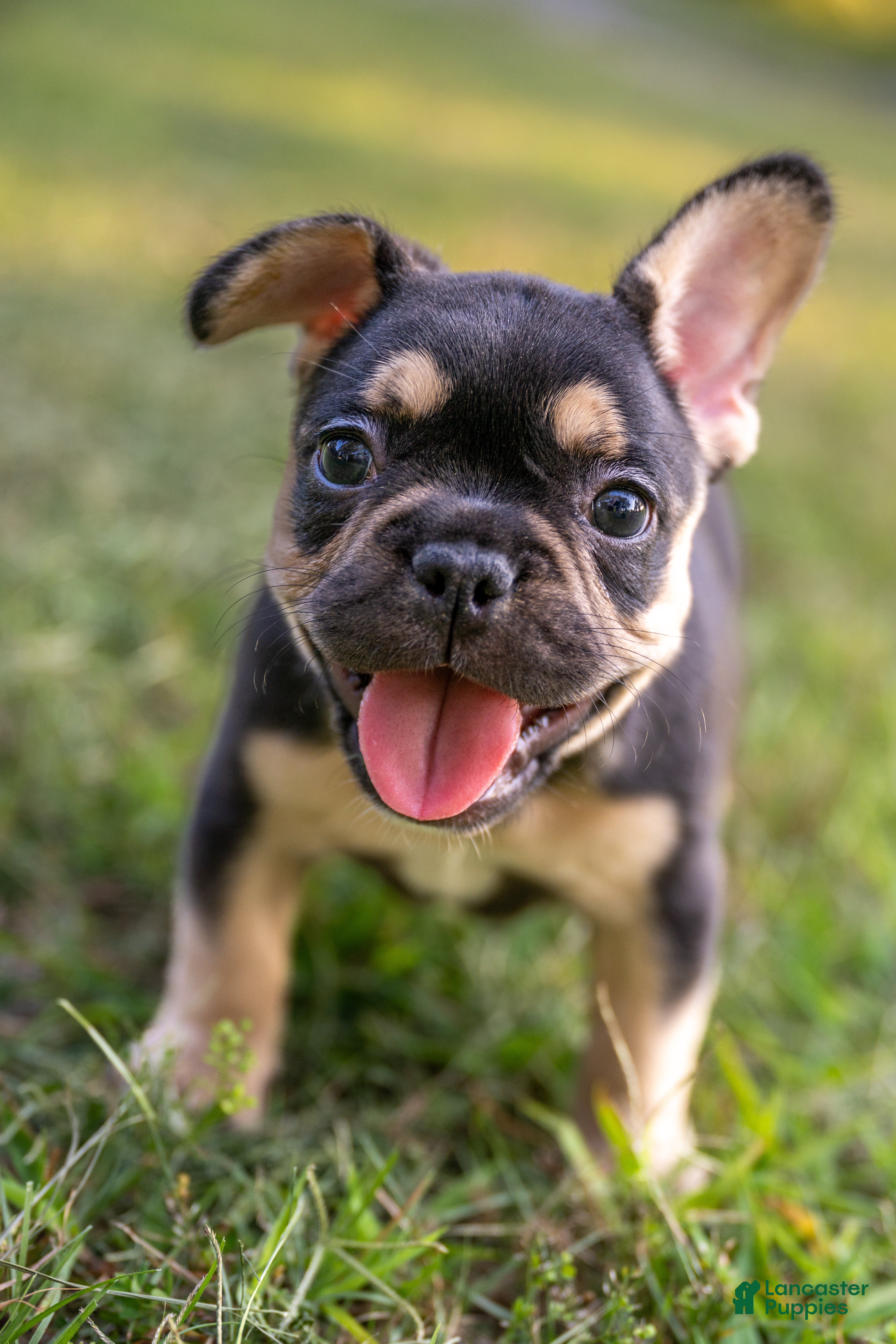 French Bulldog dogs Francine - Ad 36