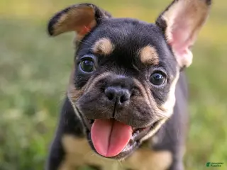 French Bulldog dogs Francine - Ad 36