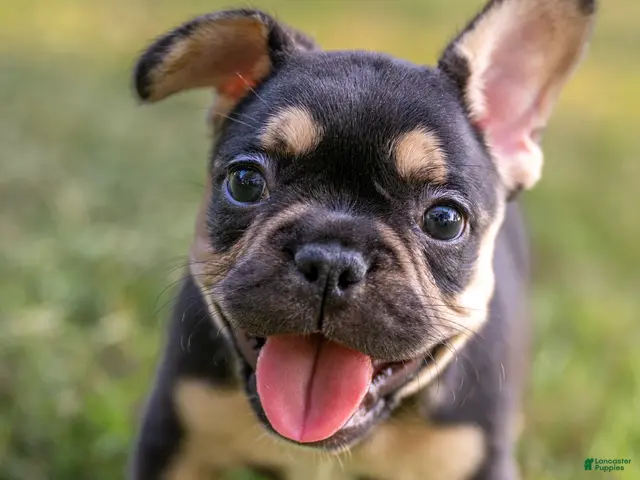 French Bulldog dogs Francine - Ad 40