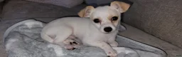 Chiweenie dogs for sale: Benjamin "Benji" - Ad 3