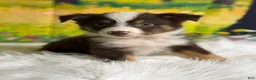 Australian Shepherd dogs for sale: Australian Shepherd Bogo - Ad 6