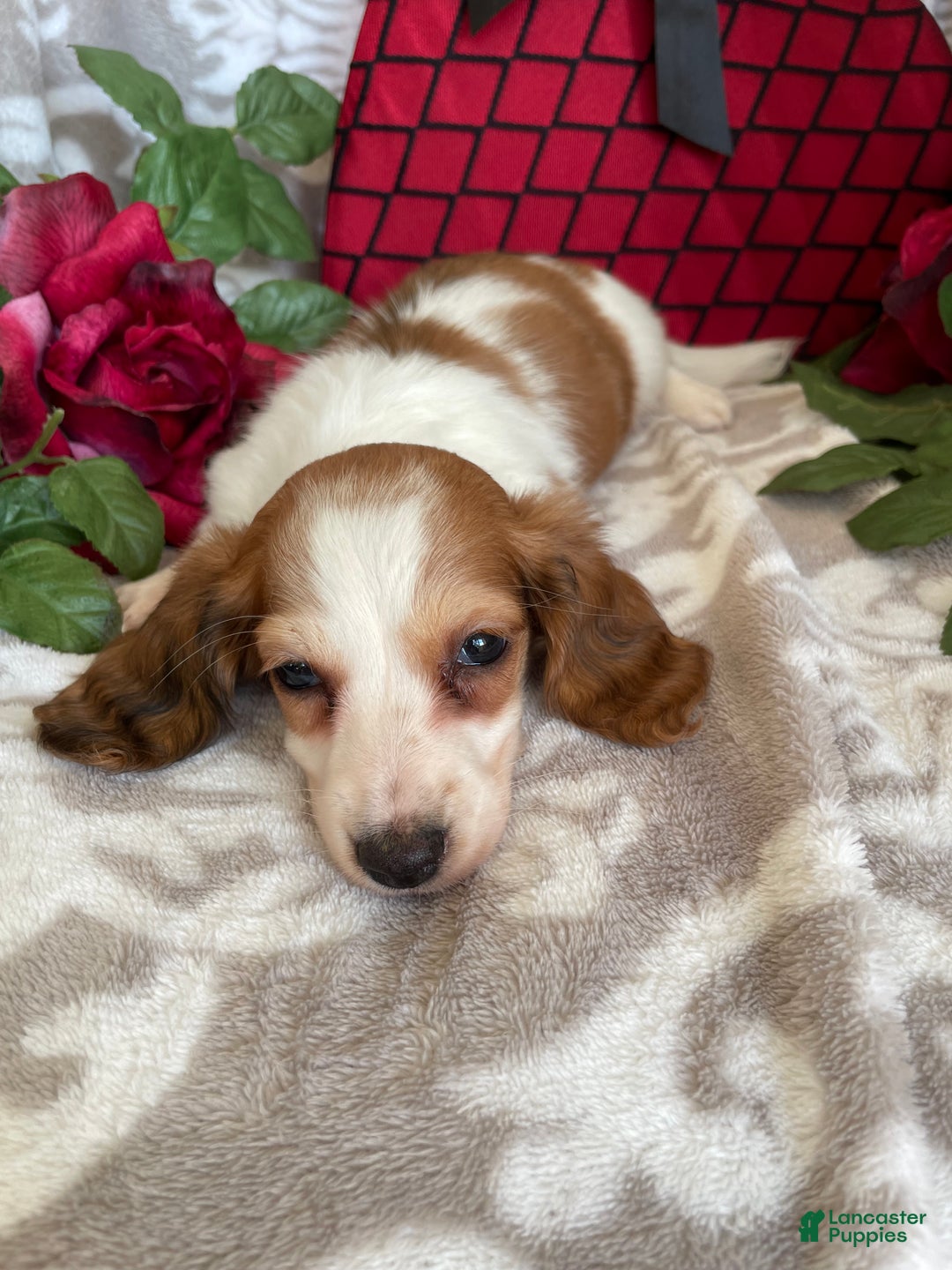 Miniature Dachshund dogs for sale: Baxter - Ad 13