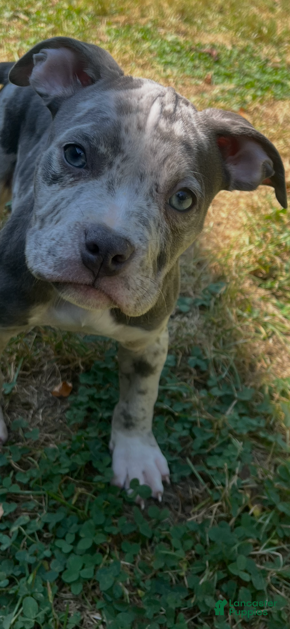 American Bully dogs PHENX - Ad 20