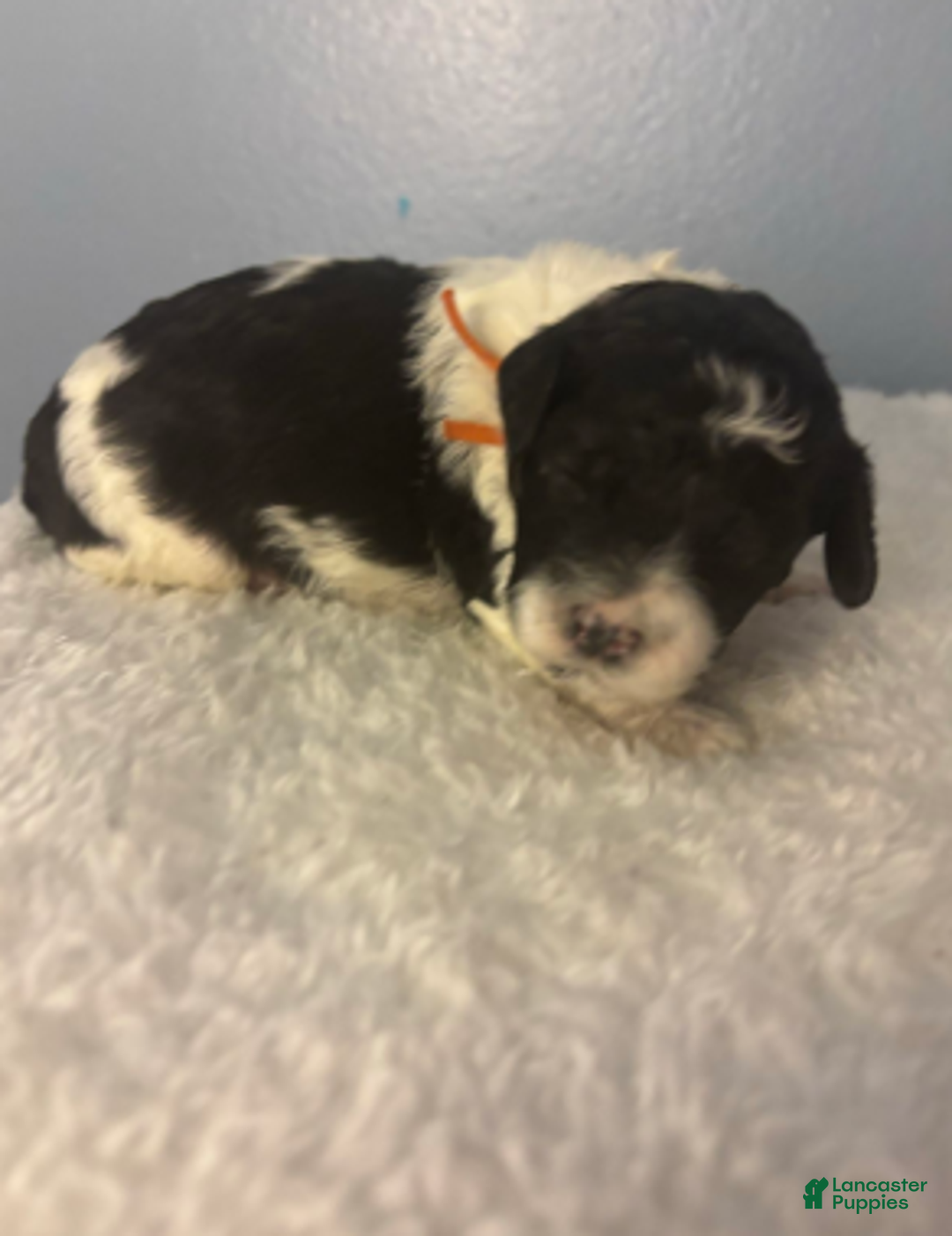 Cavapoo dogs for sale: Nick - Ad 2