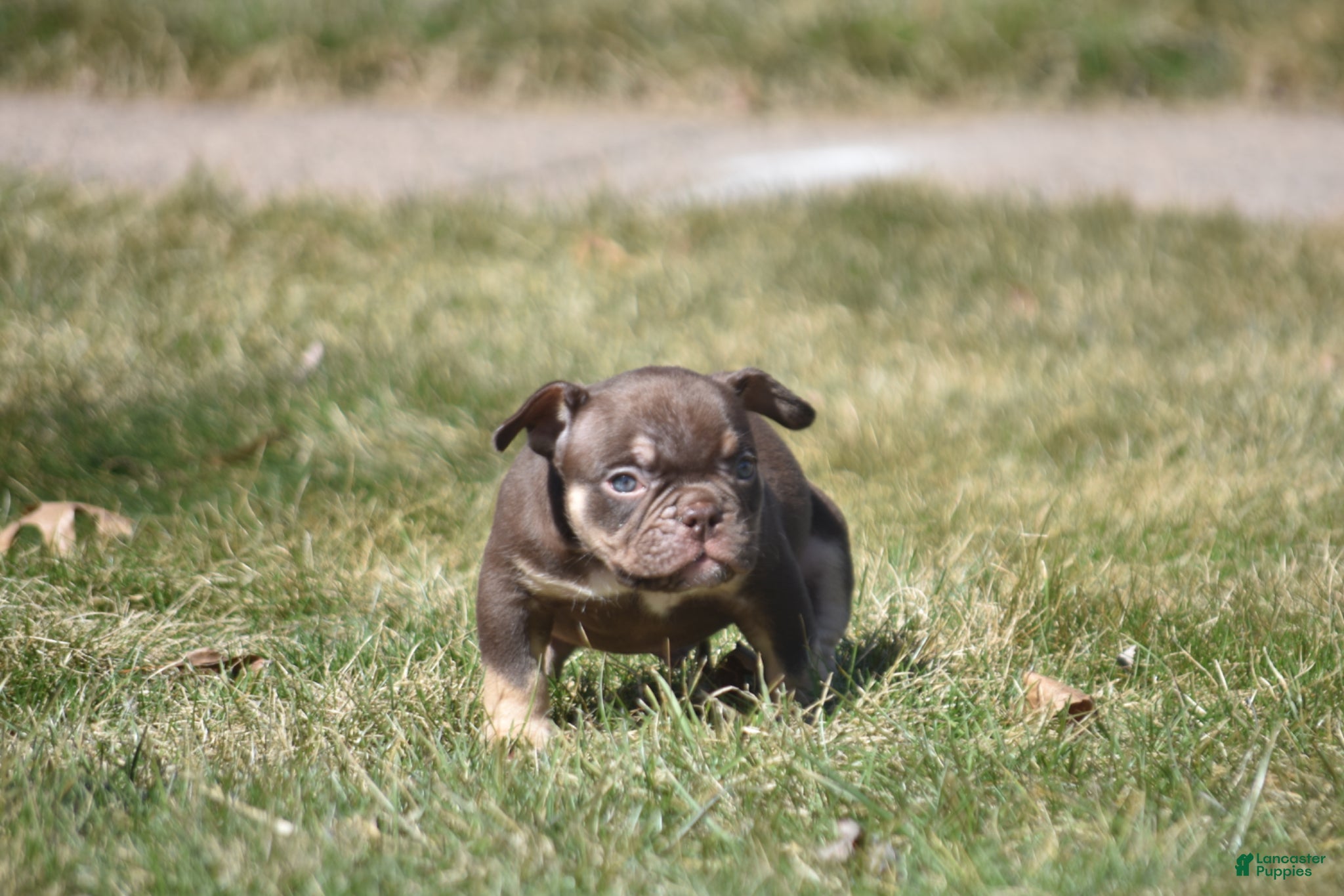 American Bully dogs American Bully Puppy 4 - Ad 1