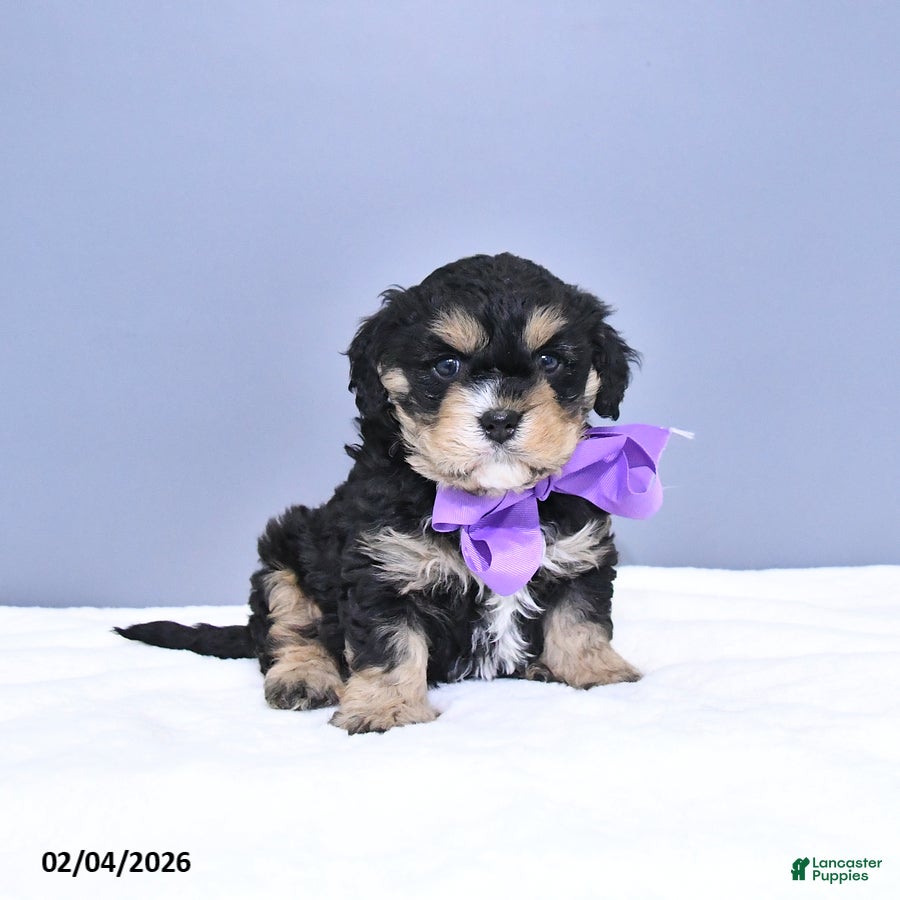 Cavapoo dogs Apollo - Ad 4