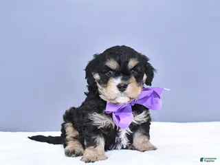 Cavapoo dogs Apollo - Ad 4