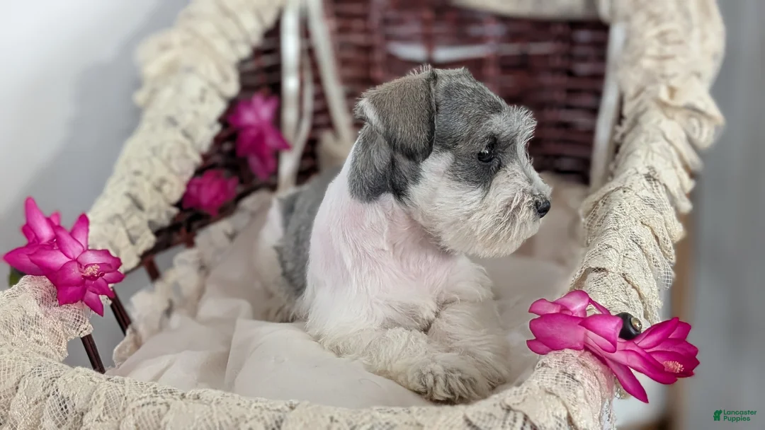 Miniature Schnauzer dogs for sale: Macy - Ad 7