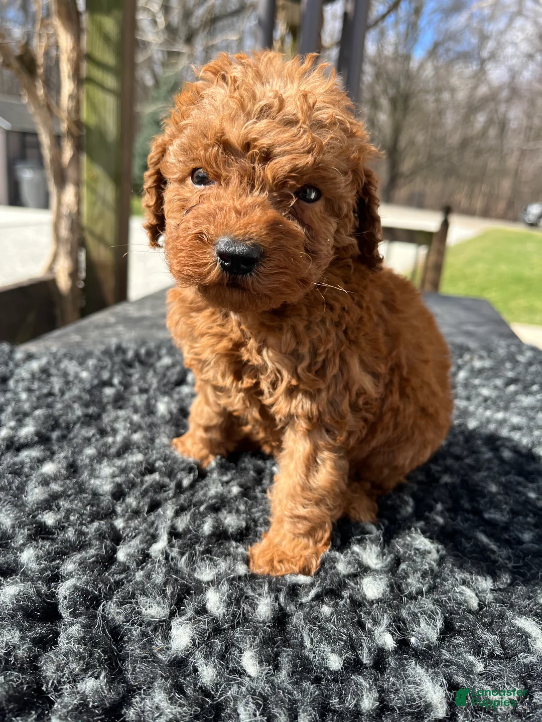 Mini Goldendoodle dogs for sale: Teddy - Ad 5