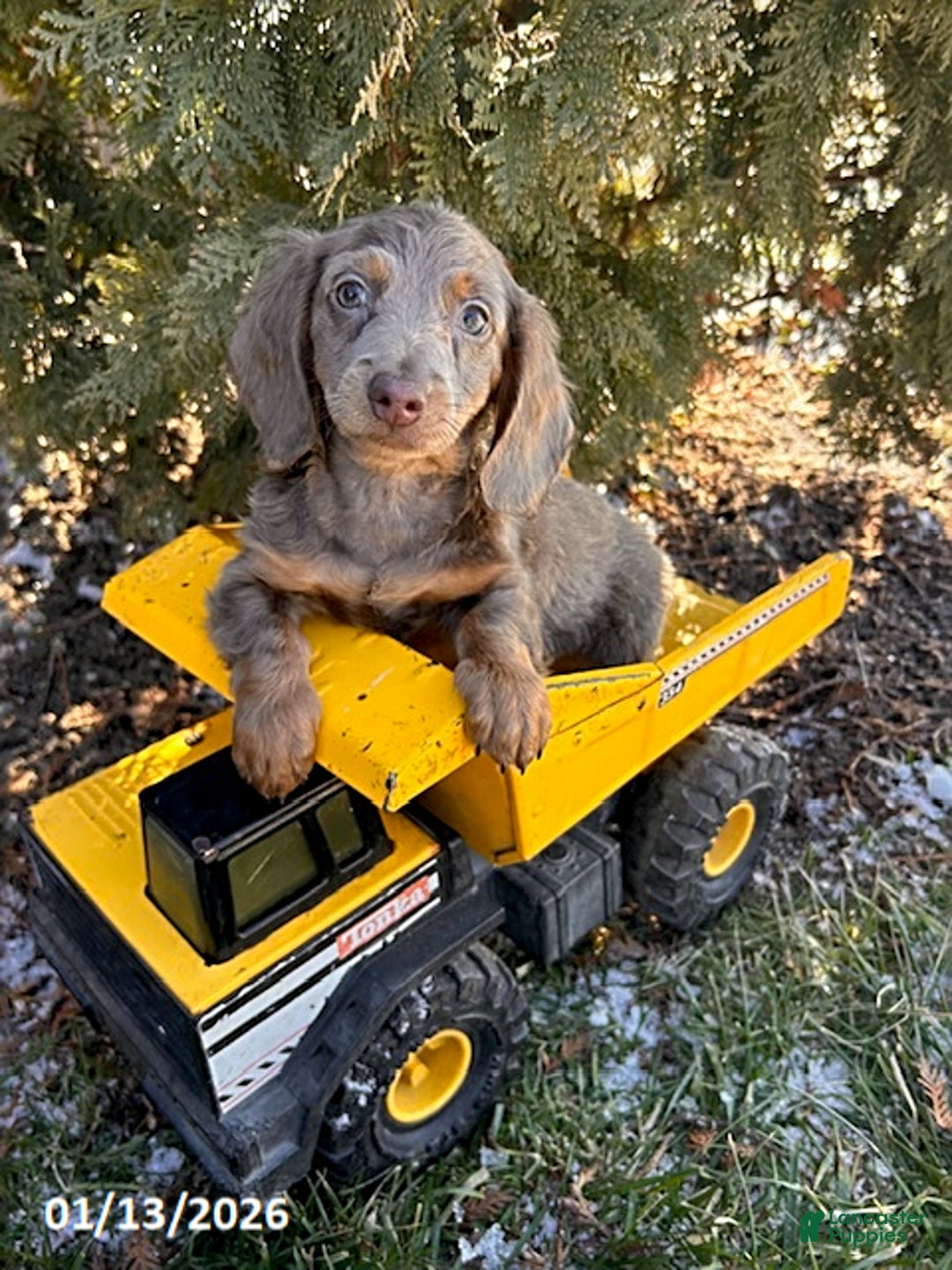 Miniature Dachshund dogs for sale: Heath  - Ad 4