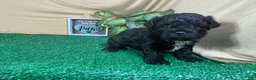 Shihpoo dogs for sale: Shihpoo 1 - Ad 5