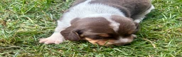 Beagle dogs for sale: Mr Green - Ad 5
