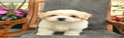 Maltipoo dogs for sale: Mindy  - Ad 3