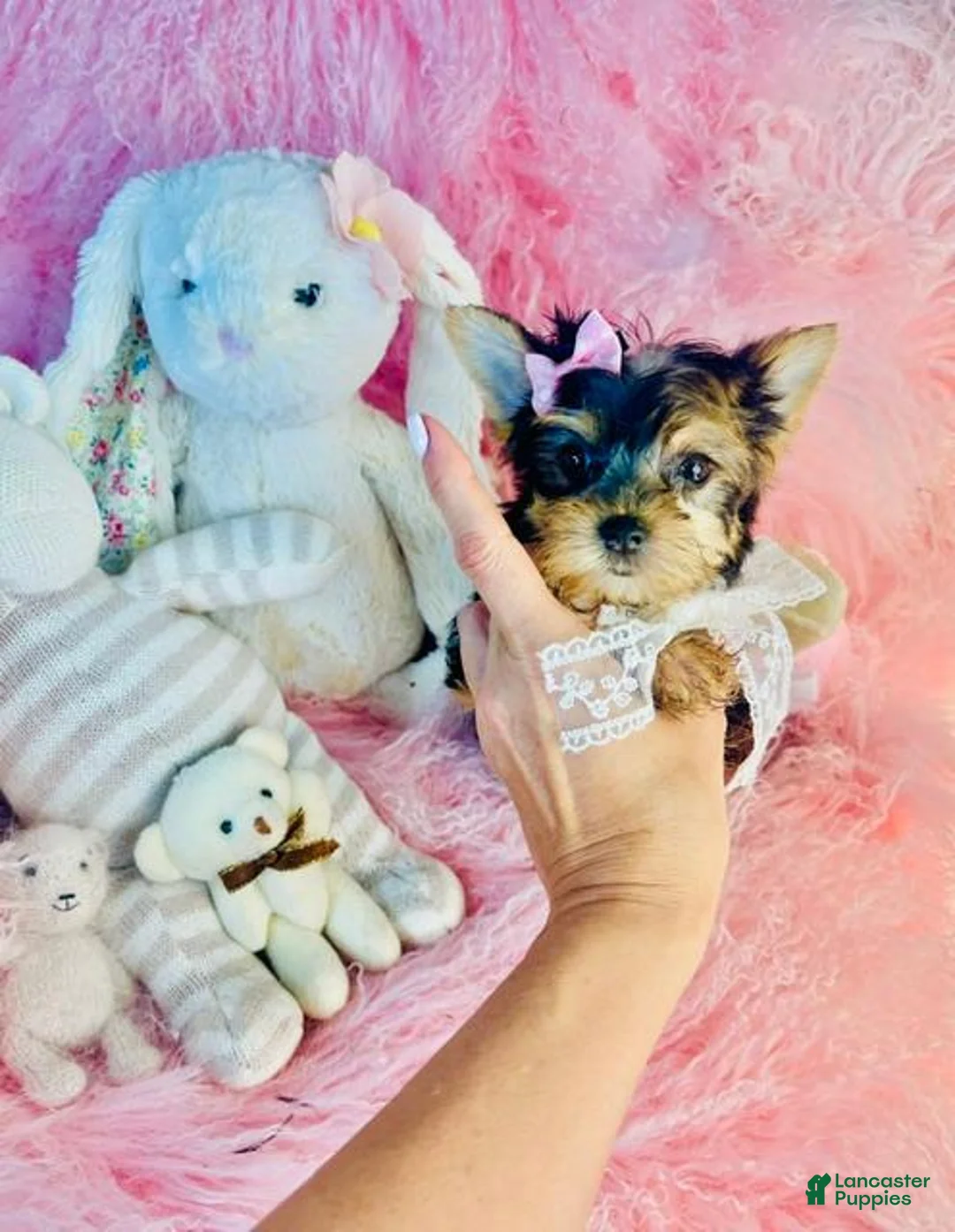 Yorkshire Terrier dogs for sale: Yorkshire Terrier 1 - Ad 2