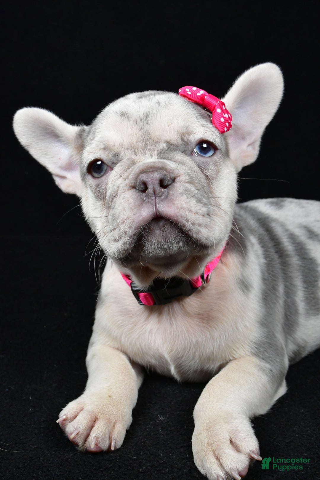 French Bulldog dogs for sale: Bella  - Ad 5