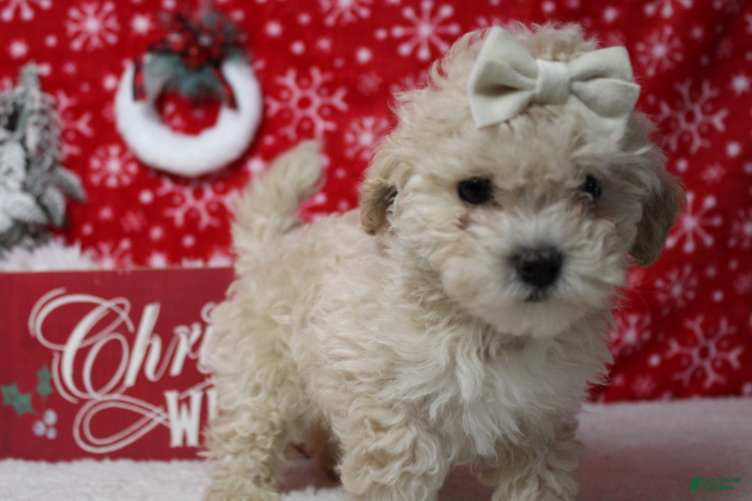 Havapoo dogs for sale: Cha Cha  - Ad 7