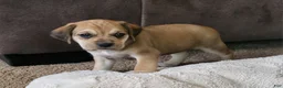 Puggle dogs for sale: Dixie - Ad 2