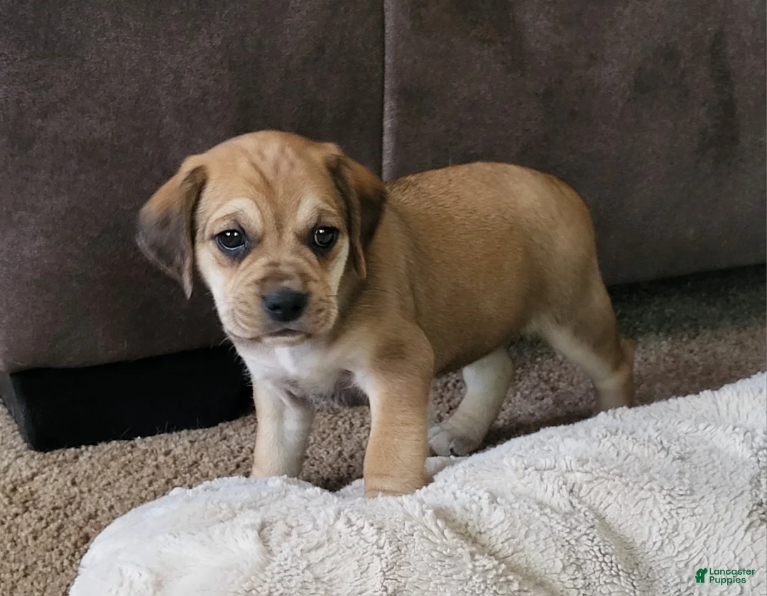 Puggle dogs for sale: Dixie - Ad 2