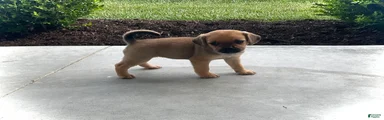 Puggle 6