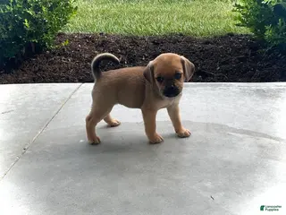 Puggle dogs Puggle 6 - Ad 42