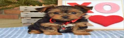 Yorkshire Terrier dogs for sale: Paisley  - Ad 9
