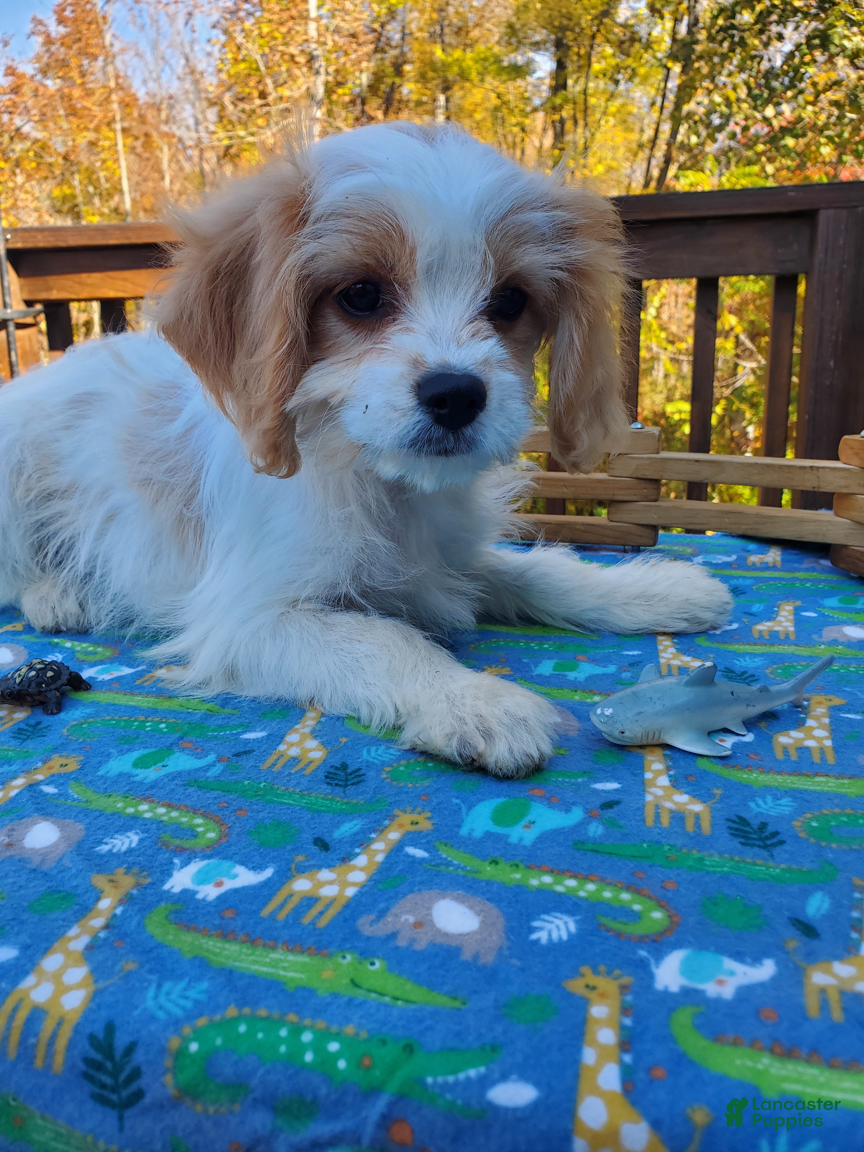 Cavachon dogs for sale: Blitz - Ad 1
