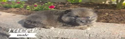 Pomsky dogs for sale: Racer - Ad 3
