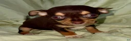 Chihuahua dogs for sale: Chocolate  - Ad 3