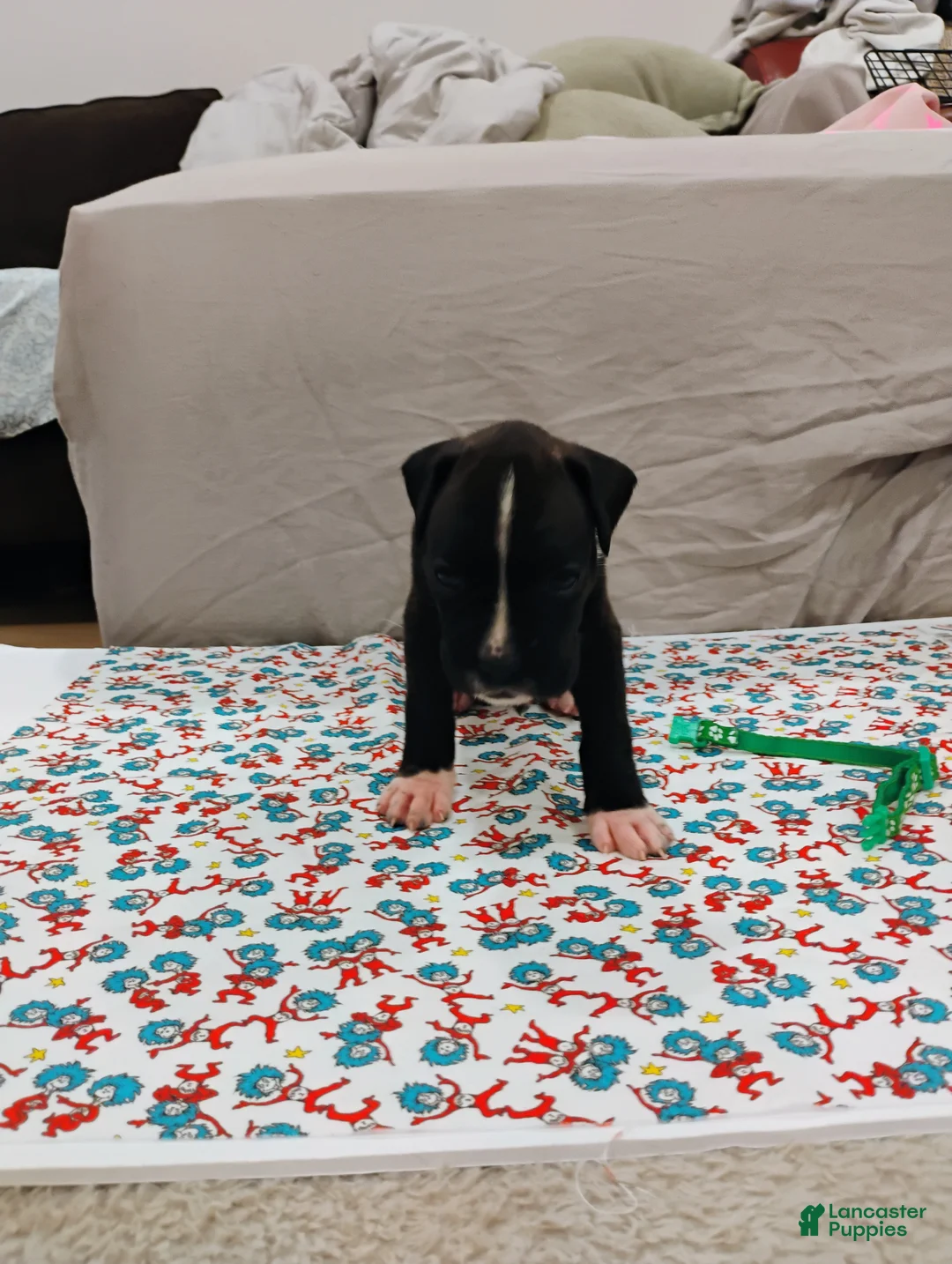 Boxer dogs for sale: Boxer 2 - Ad 2