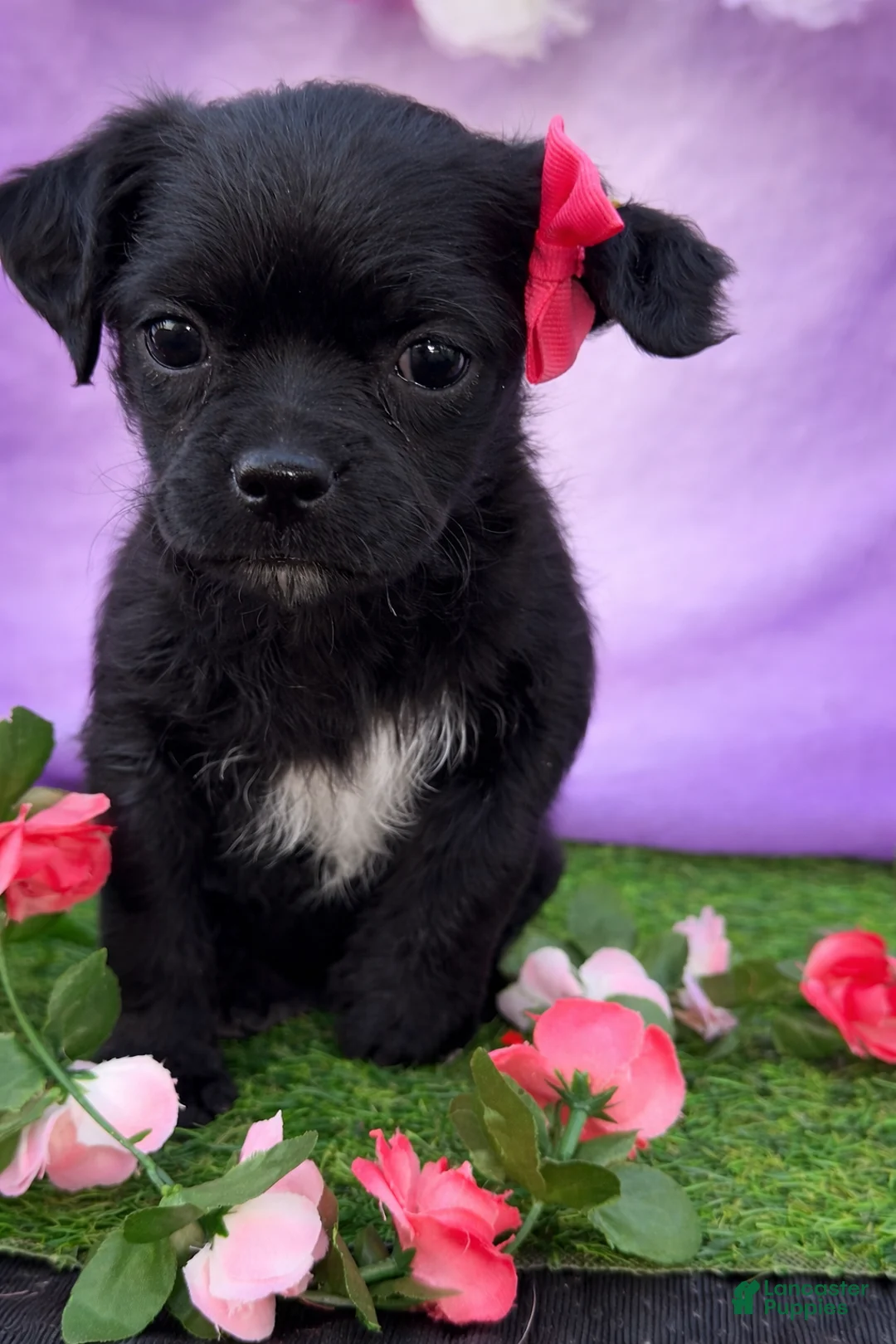 Pugapoo dogs for sale: Pugapoo Puppy 1 - Ad 1