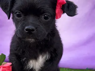 Pugapoo dogs Pugapoo Puppy 1 - Ad 29