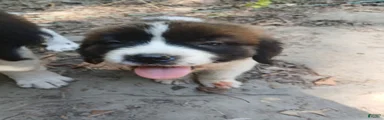 Saint Bernard 5 GIRL