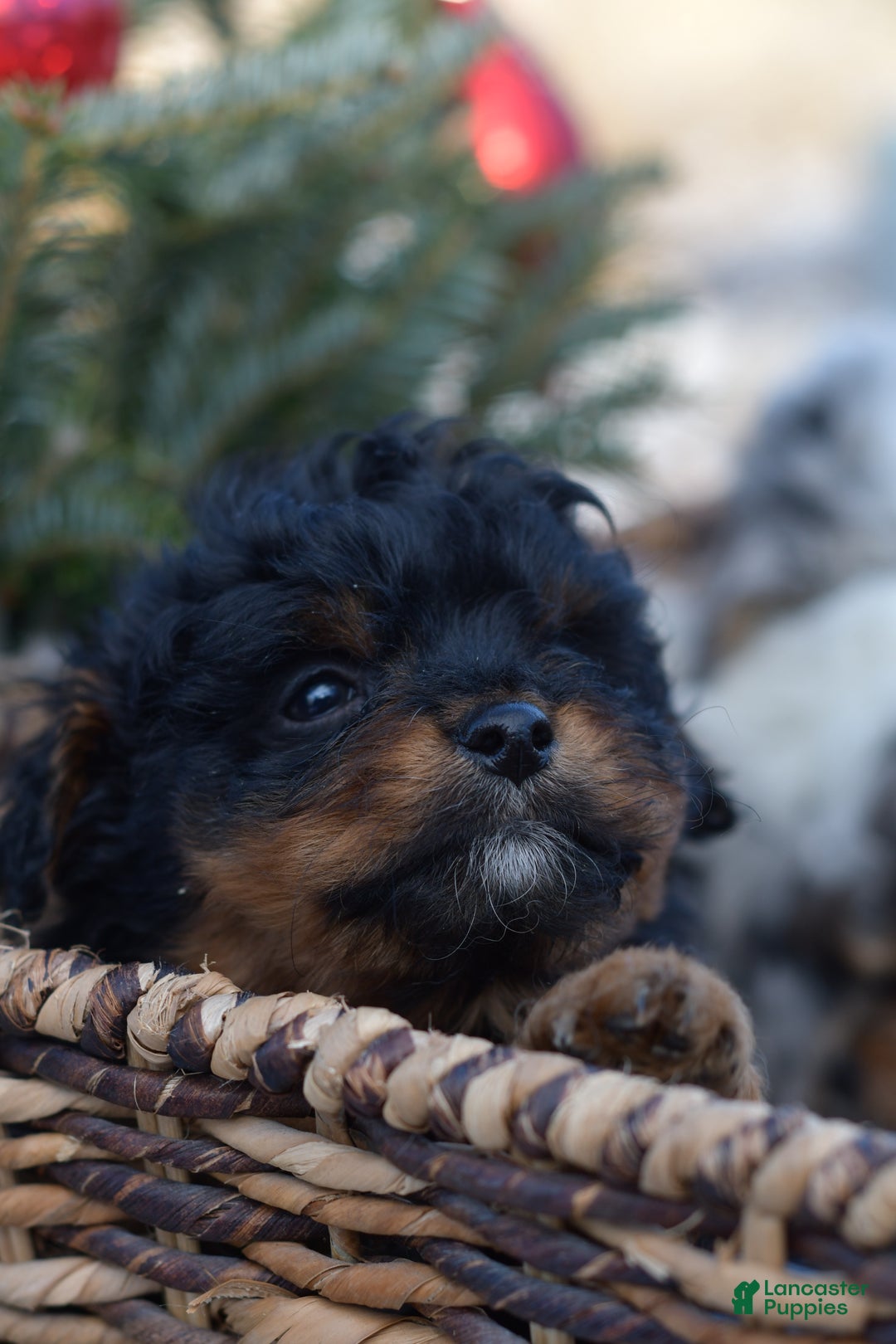 Mini Aussiedoodle dogs for sale: Grizzly - Ad 20