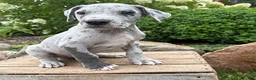 Great Dane dogs for sale: Emmett - Ad 3