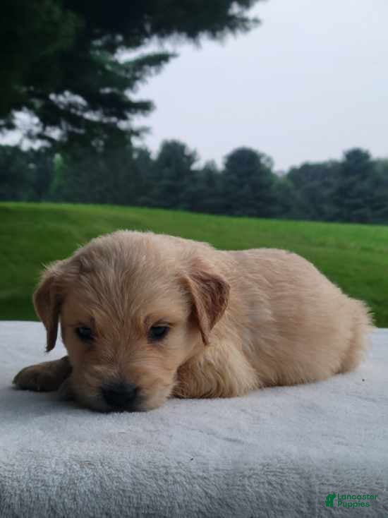 Golden Retriever dogs Moose  - Ad 1