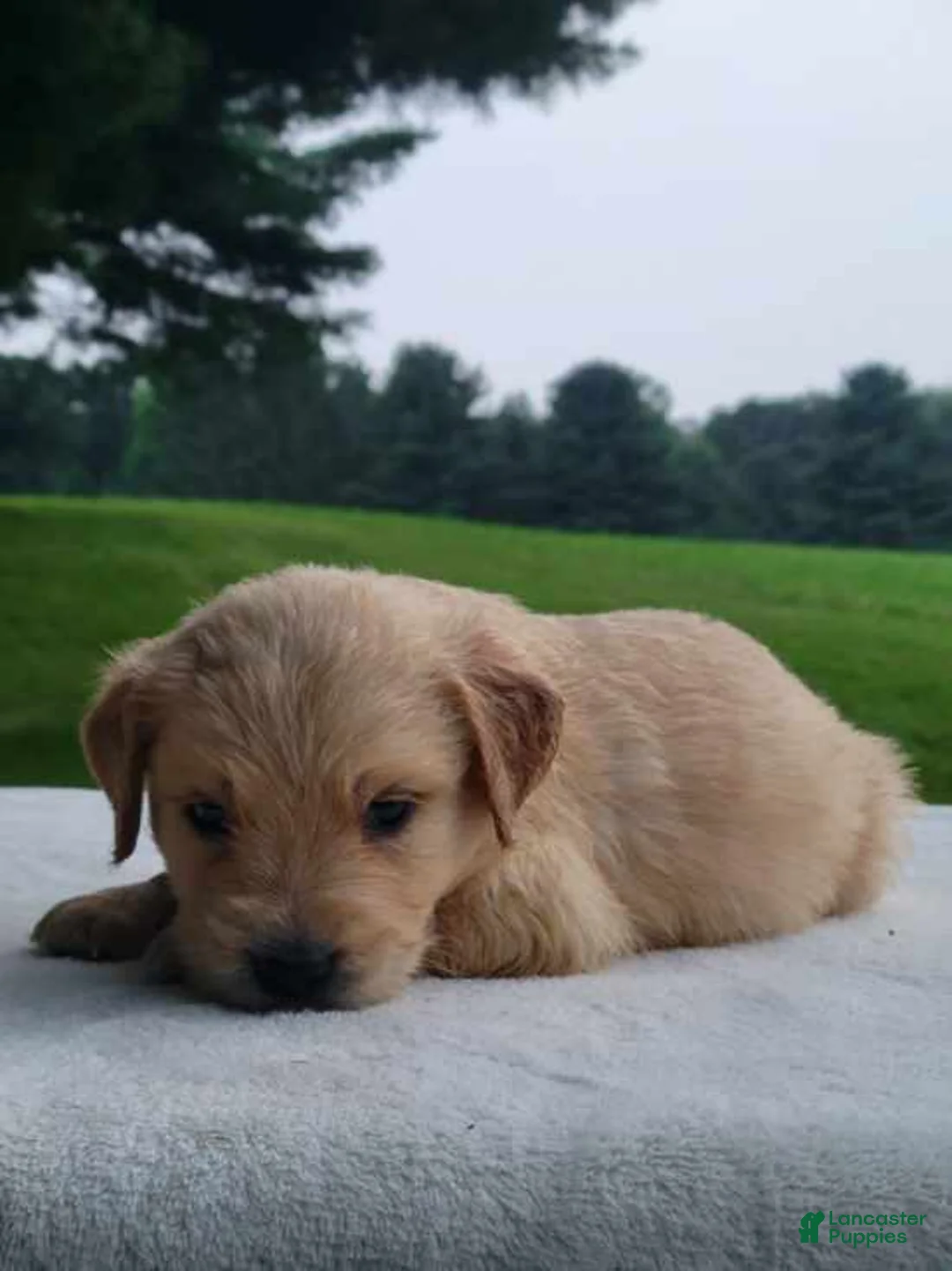 Golden Retriever dogs for sale: Moose  - Ad 1