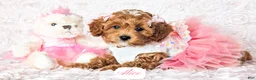Cavapoo dogs for sale: Alice - Ad 8