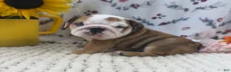 English Bulldog dogs for sale: Rosie - Ad 1