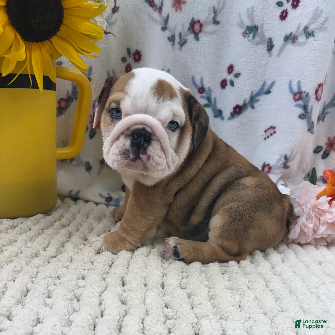 English Bulldog dogs for sale: Rosie - Ad 1