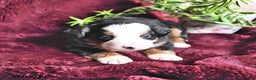 Bernese Mountain Dog dogs for sale: Jane - Ad 9