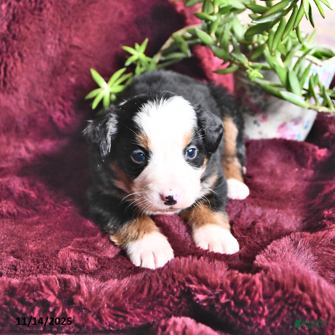 Bernese Mountain Dog dogs for sale: Jane - Ad 9