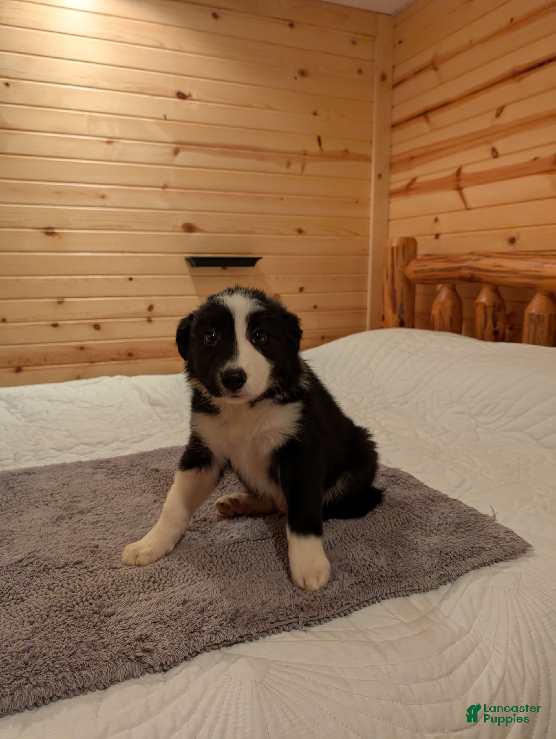 Border Collie dogs Billy Bob - Ad 2