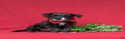 Jackapoo dogs for sale: Shawn - Ad 3