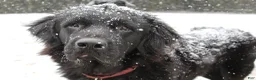 Newfoundland dogs for sale: Bruce - Ad 5